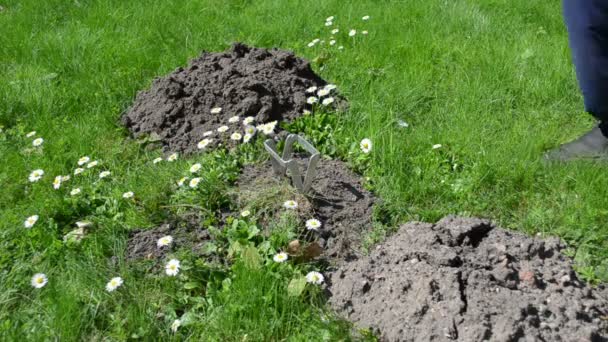Gardener mole trap — Stock Video