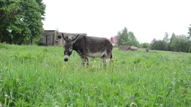 Donkey graze pasture rain — Stock Video