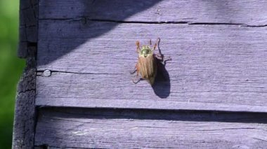 Beetle mor panoları