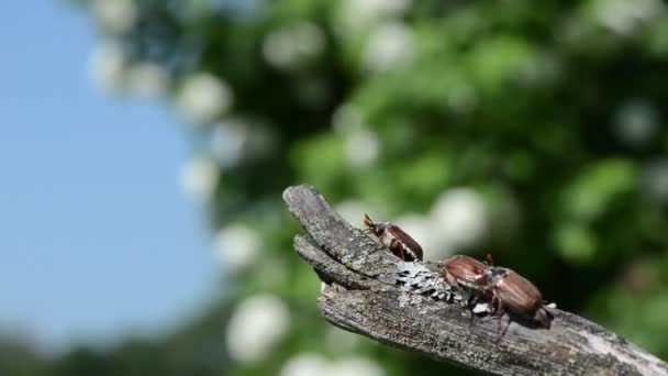Cockchafer 