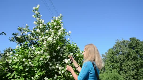 女性は、ジャスミンの花を選ぶ — ストック動画