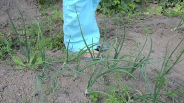 el yeşil soğan pick