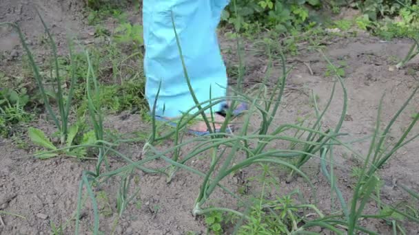 Recogida de cebolla verde mano — Vídeos de Stock