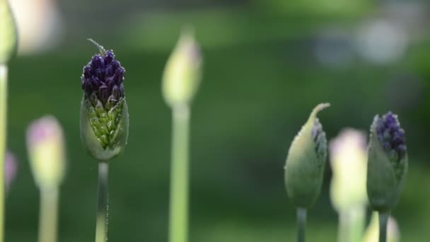 Decorative garlic dew — Stock Video