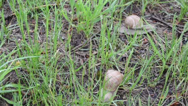 Gota de lluvia de hierba de caracol — Vídeos de Stock