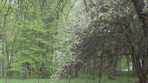 Bloemblaadjes vallen tuin bloei — Stockvideo
