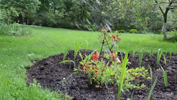 Rhododendron drenken — Stockvideo