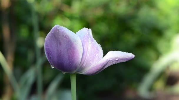 Rocío en flor de tulipán — Vídeo de stock