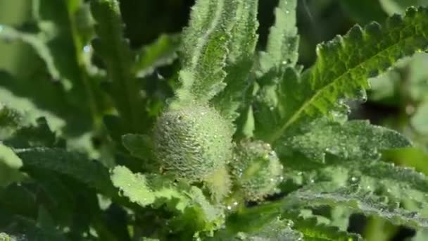 Vallmo bud dew drop — Stockvideo