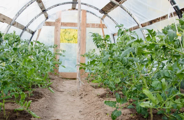 Bekijken binnen broeikasgassen gegroeid tomatenplanten — Stockfoto