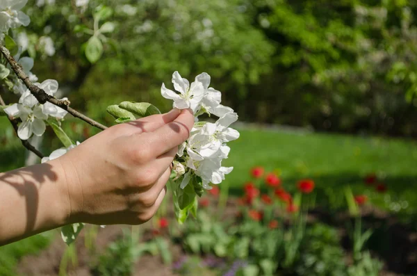 Hand hold white apple tree blossom on garden — Stock Photo, Image