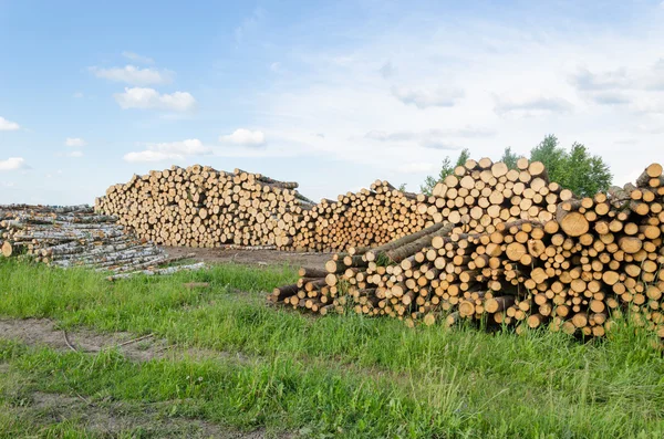 Brennholz heizt Birken- und Kiefernstämme — Stockfoto