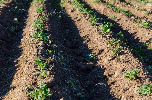 Länge trädgård säng med potatis plantor på våren — Stockfoto