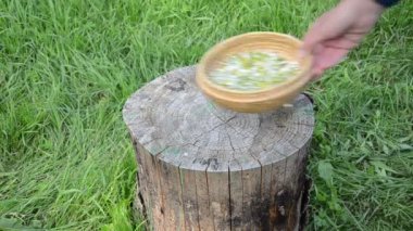 herbalist nane papatya