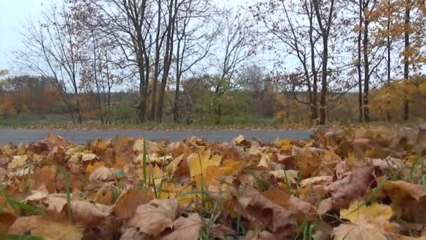 Шаг листья кучи — стоковое видео