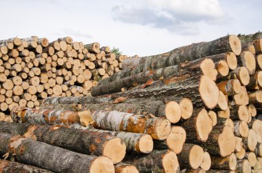 hout brandstof berk en pine logs stapels in de buurt van bos 
