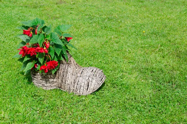 Sko blomkruka med begonias. lantlig inredning — Stockfoto