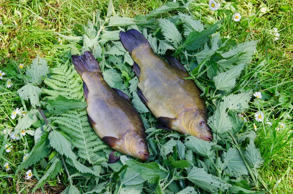 Large tench lying on the tufts of nettle outdoor — Stock Photo, Image