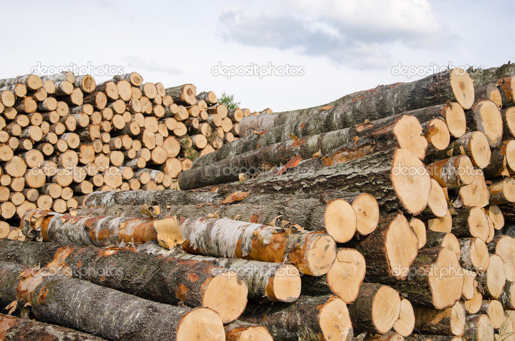 wood fuel birch and pine logs stacks near forest 
