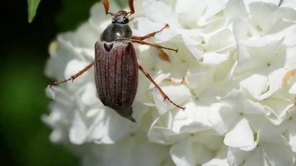 Maybug λουλούδι — Αρχείο Βίντεο