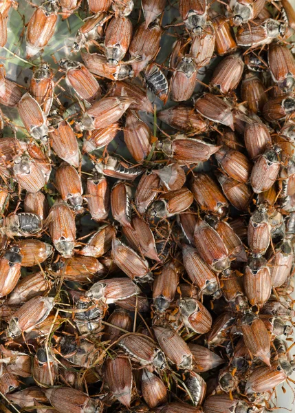 Cockchafer chafer bunch — Stock Photo, Image