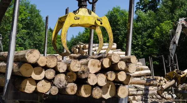 Beladung von schweren Arbeitsgeräten mit Baumstämmen Stockbild