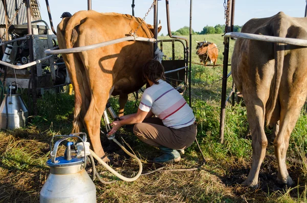 Agricoltore che utilizza le nuove tecnologie nella mungitura delle vacche Immagine Stock