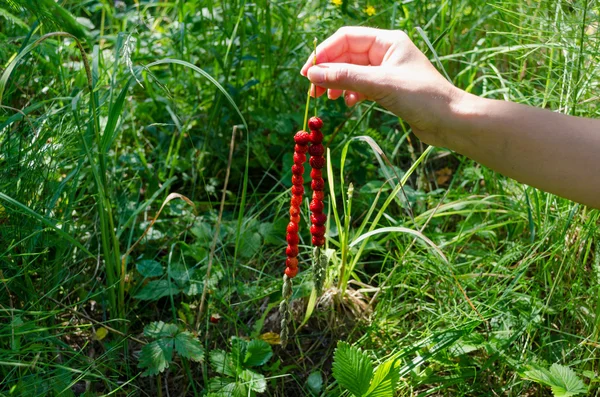 Mano tenere fragola su piegato su sfondo natura — Foto Stock