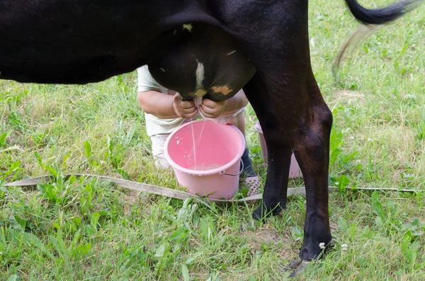Руки фермера молоко от коровы копали в пластиковое ведро Стоковая Картинка