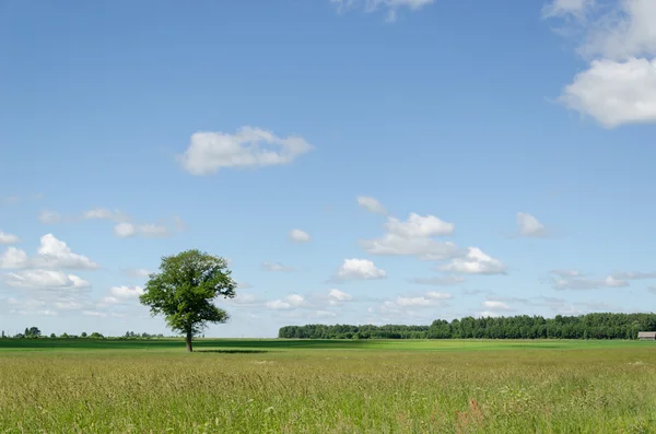 Vue du champ vert et arbre bleu ciel arrière-plan — Photo