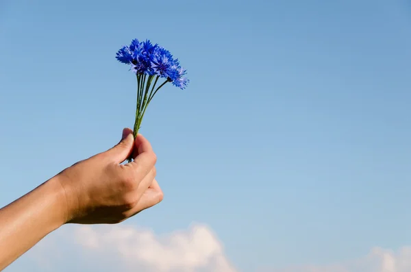 Ramo de aciano mano femenina azul cielo fondo — Foto de Stock