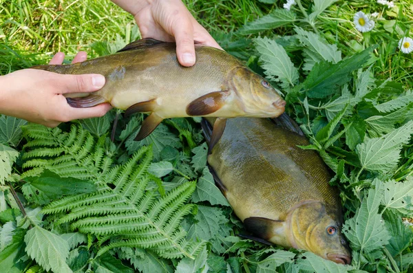 Hand put big shiny tench fishes on nettle — Stock Photo, Image