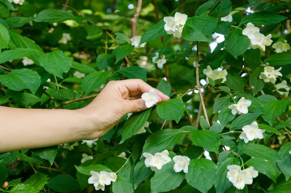 Vista posteriore della donna con peonia in giardino mano — Foto Stock