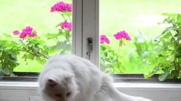Gato branco na soleira da janela — Vídeo de Stock