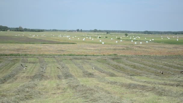 Stork bird fly straw bale — Stock Video