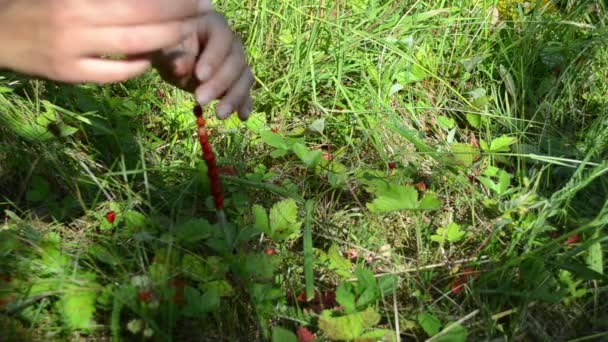 Hands wild berry swing — Stock Video