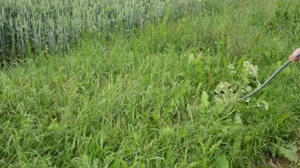 Человек-косолапый стрижет траву — стоковое видео
