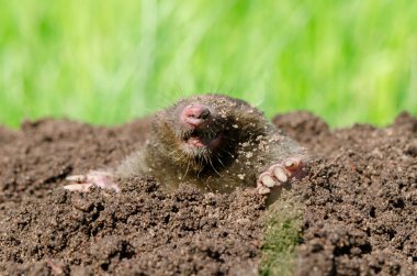 Mole head in soil.  clipart