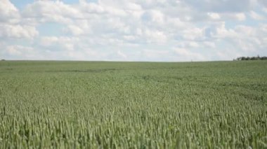 buğday alan swing Rüzgar