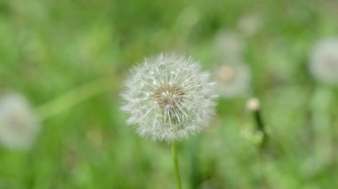 deflorated kara hindiba