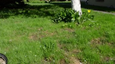 bacağı kesilmiş çimen çiçek