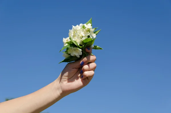 Bouquet de jasmin main femme sur fond bleu ciel — Photo