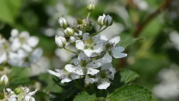 Blossomed blackberries — Stock Video