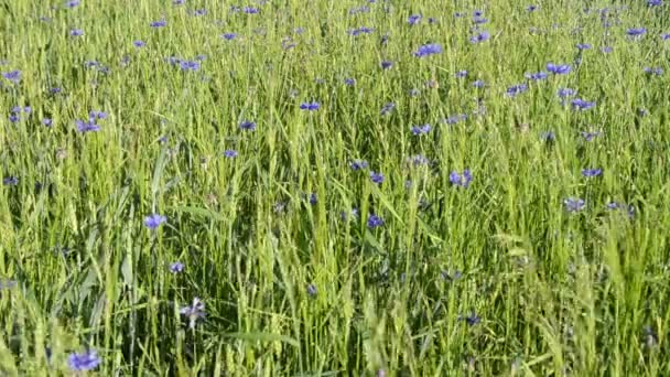 Cornflower palm — Stock Video