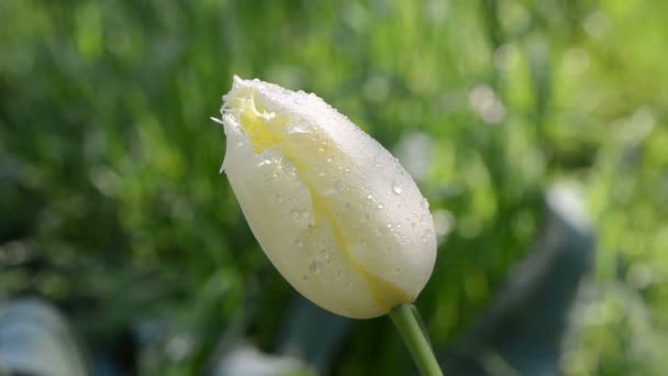 Роса на квітках тюльпанів — стокове відео