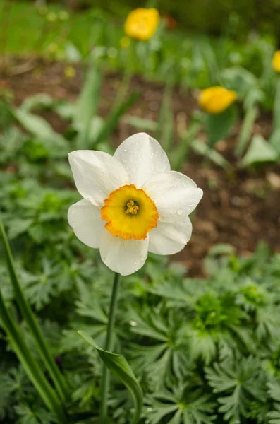 Narciso bianco primaverile con centro giallo — Foto Stock