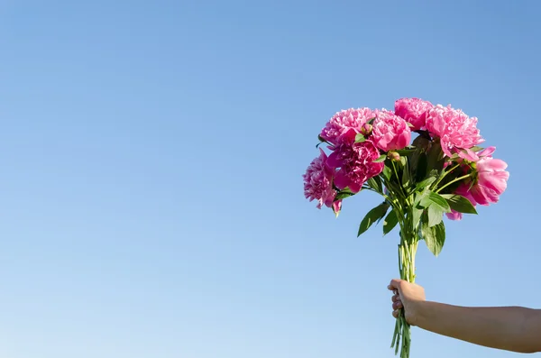 Bouquet von Rosa Pfingstrosen in Frau hand auf blauer Himmel — Stockfoto