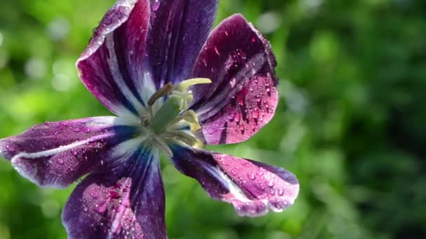 Orvalho na flor de tulipa — Vídeo de Stock