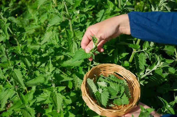 Tuinman vrouw hand pick Citroenmelisse kruid plantaardige — Stockfoto