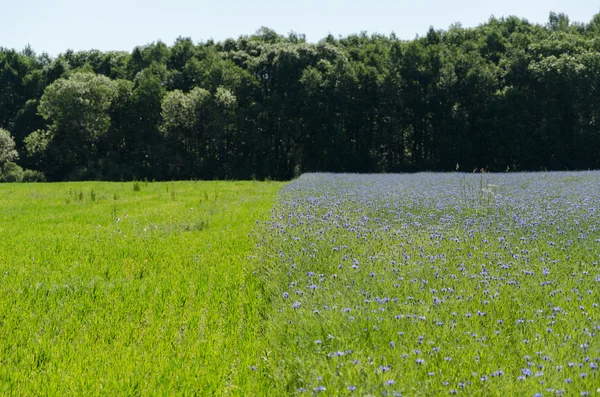 Campo di fiori bluebottle e prato da foresta — Foto Stock